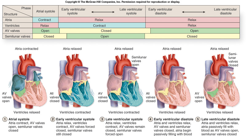 Unit 6 - The Circulatory System - Corner Canyon Anatomy